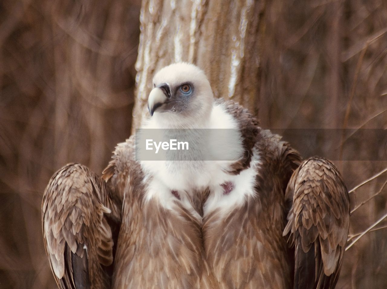 Close-up of bird of prey