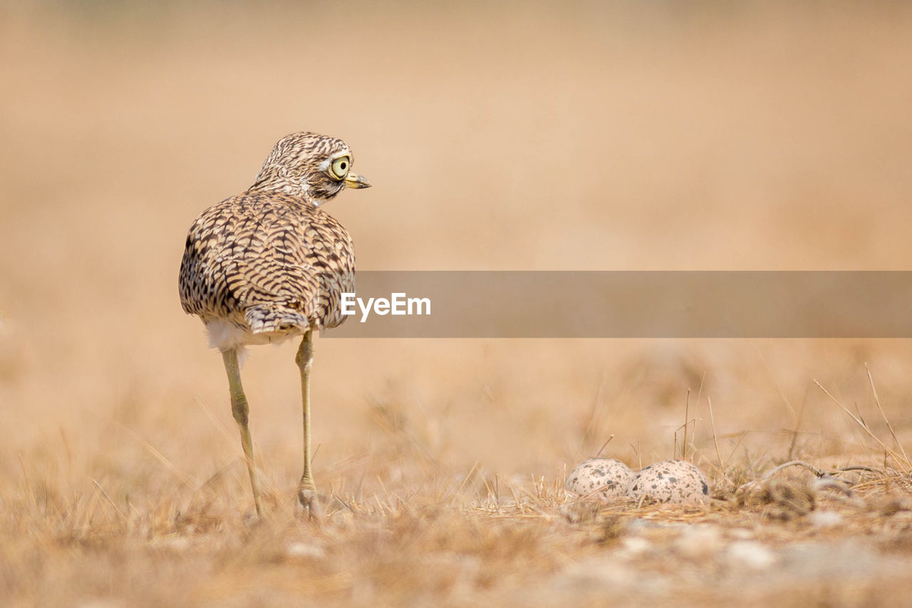 Close-up of spotted thick-knee bird by eggs on field