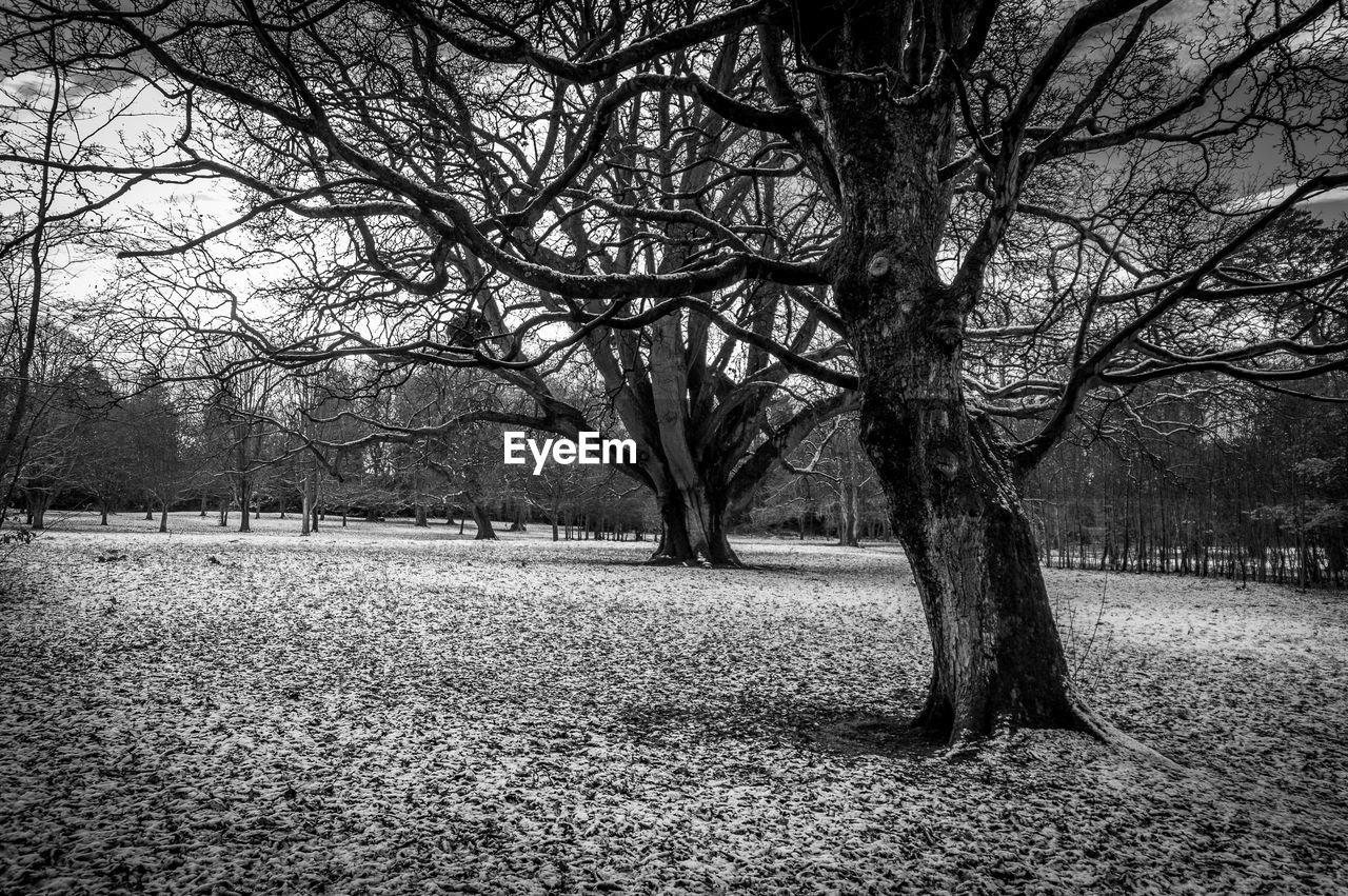 TREES ON FIELD DURING WINTER