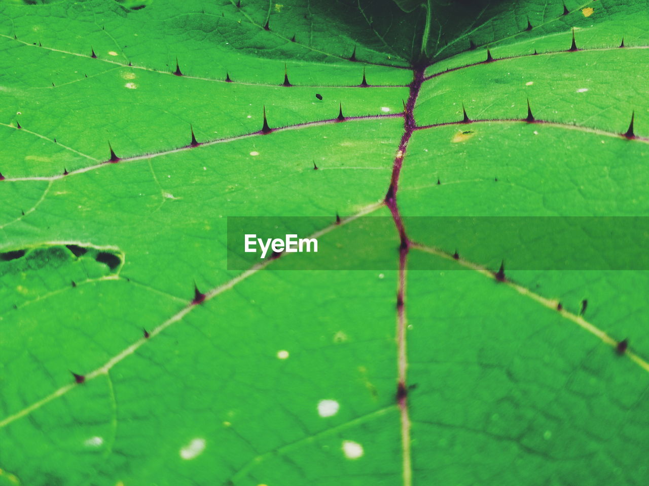 CLOSE-UP OF GREEN CATERPILLAR