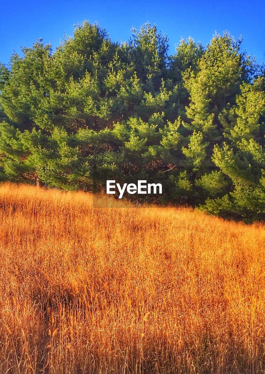 VIEW OF TREE AGAINST SKY