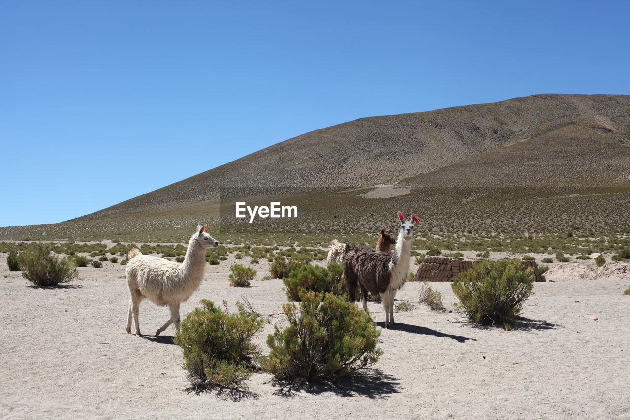 Llamas on field by mountain against clear blue sky