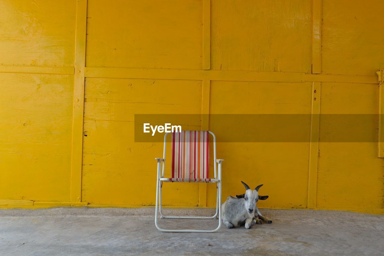 DOG SITTING ON YELLOW DOOR