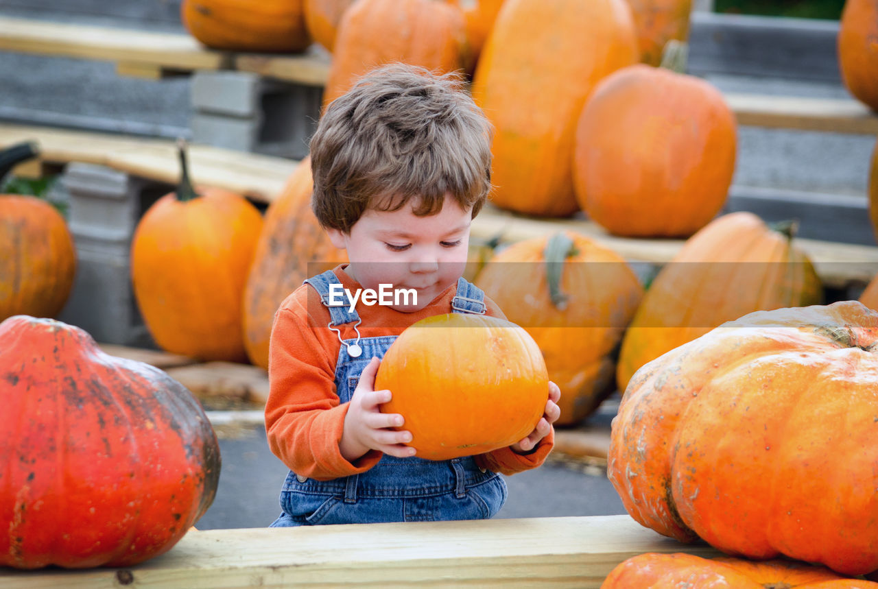Toddler in overalls picks a perfect pumpkin at a farm to be his halloween jack o lantern
