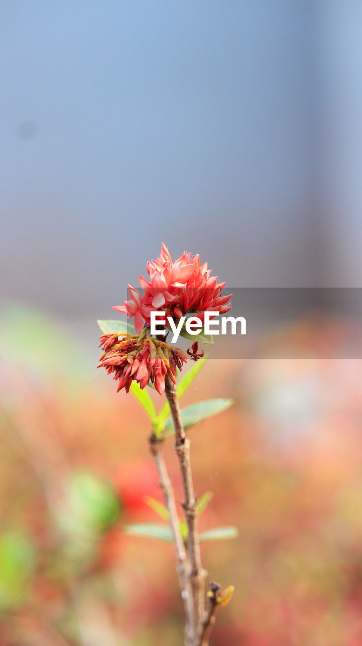 Close-up of red flowering plant