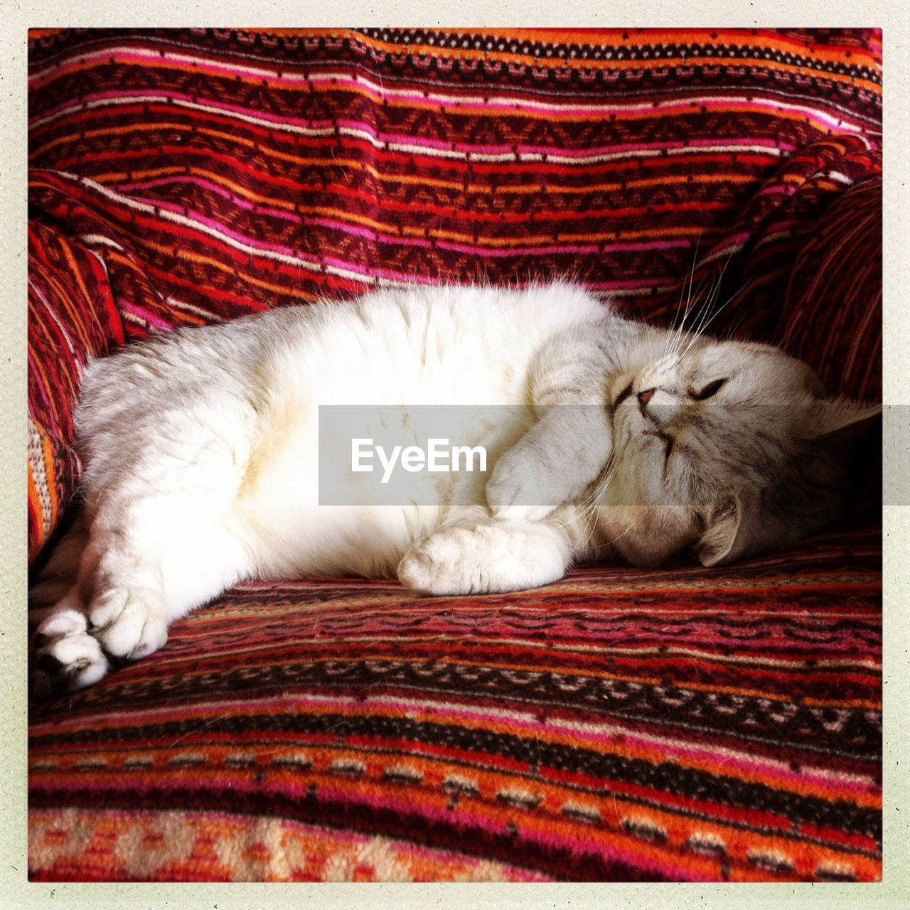 Close-up of cute cat lying on lounge chair at home