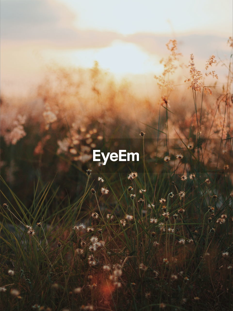 Close-up of grass in field during sunset