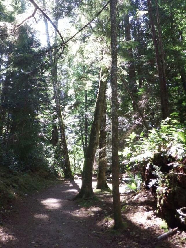 VIEW OF TREES IN FOREST