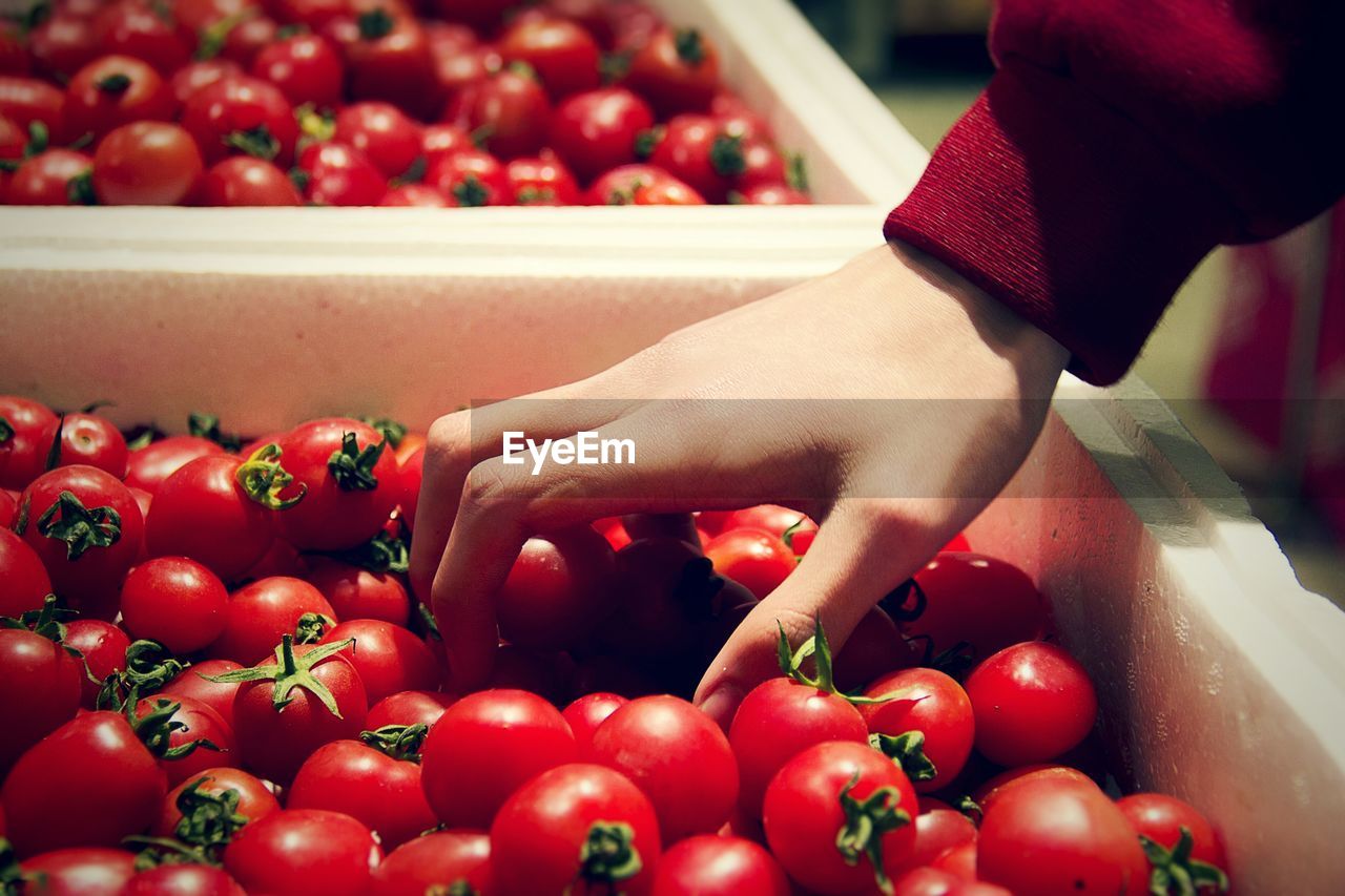 Close up of hand with red tomatoes