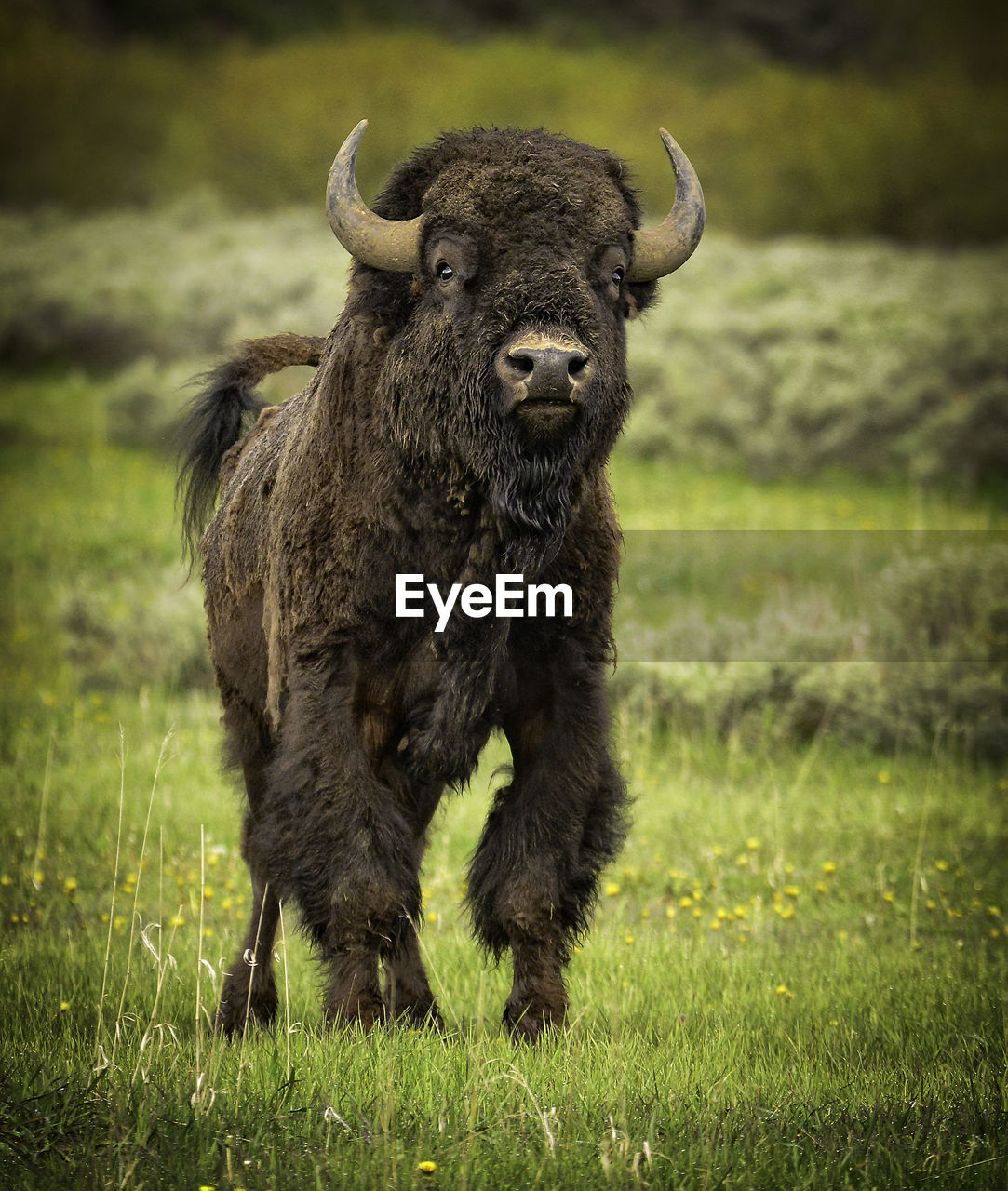 American bison standing on grassy field