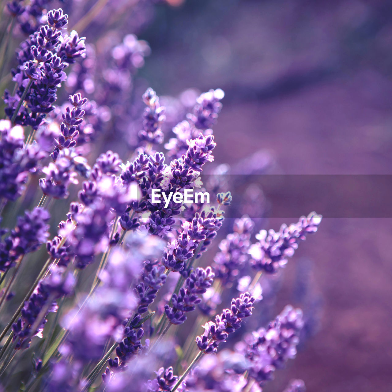 Lavender flower field at sunset rays