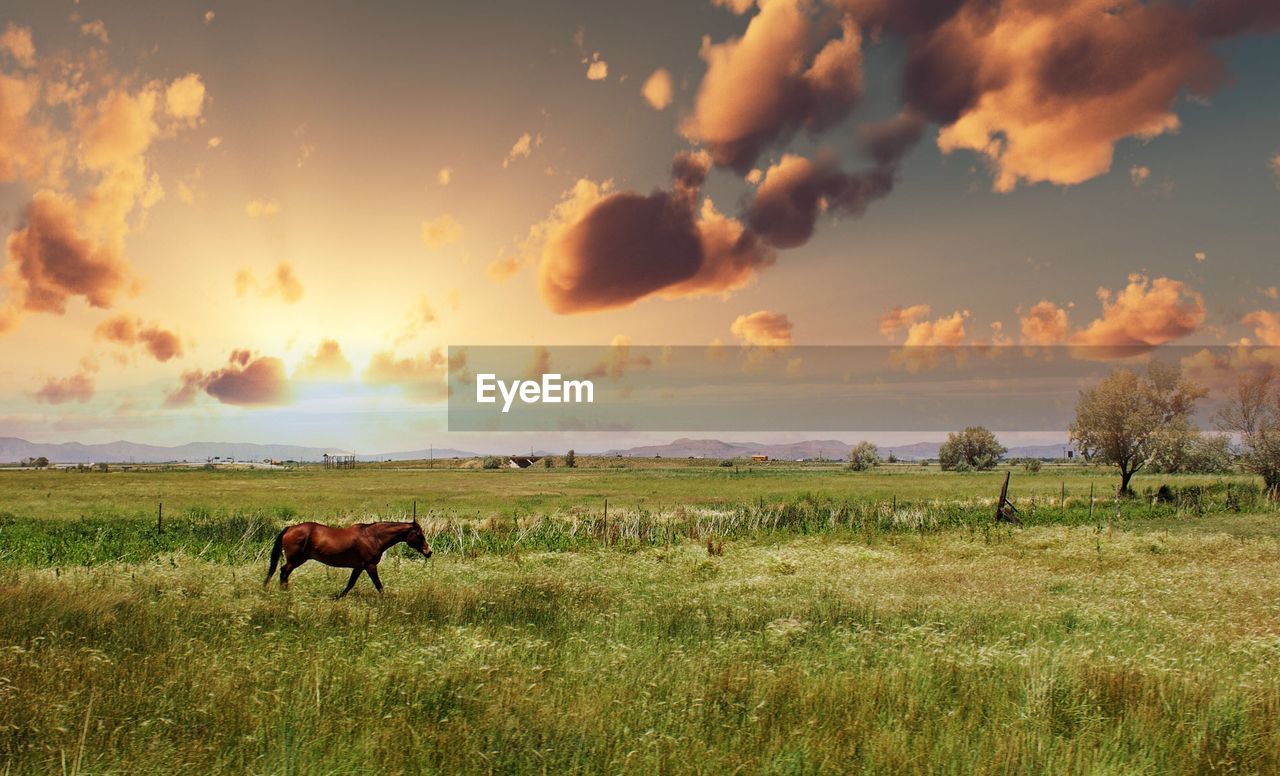 Horse walking on grassy field at sunset