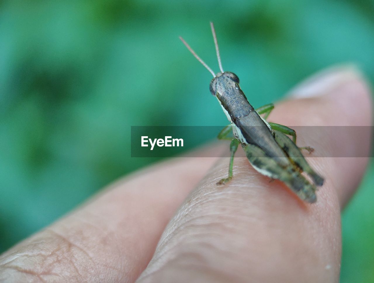 Close-up of grasshopper on hand