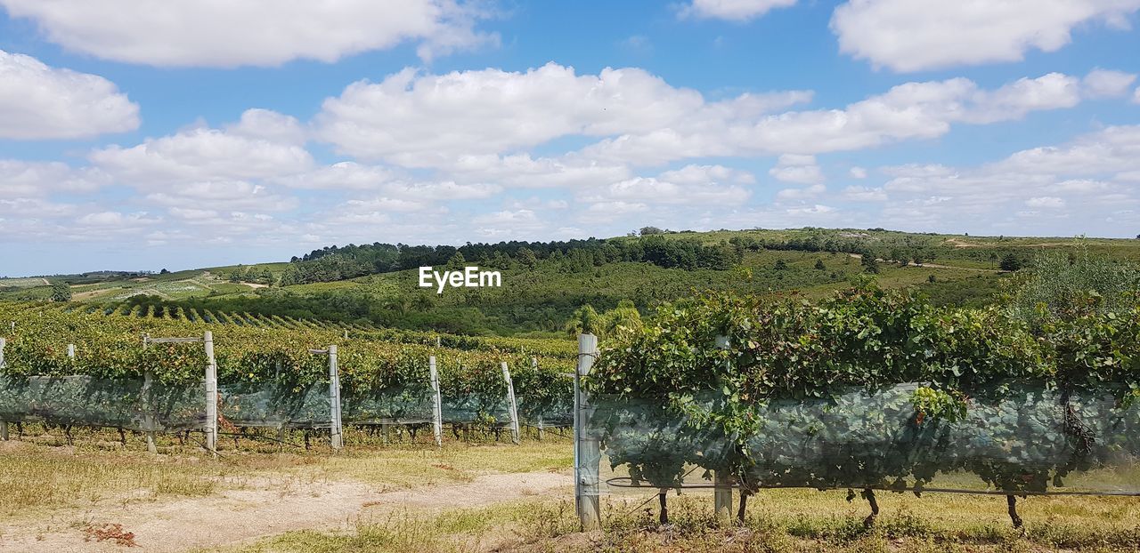 AGRICULTURAL FIELD AGAINST SKY