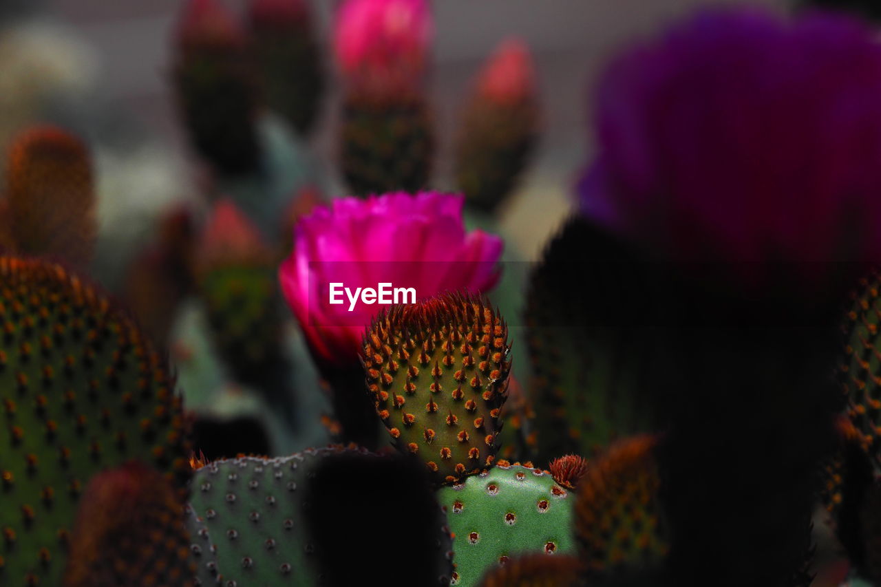 flower, plant, flowering plant, beauty in nature, cactus, succulent plant, close-up, nature, growth, macro photography, no people, freshness, thorn, pink, petal, flower head, inflorescence, outdoors, selective focus, multi colored, focus on foreground, botany, fragility