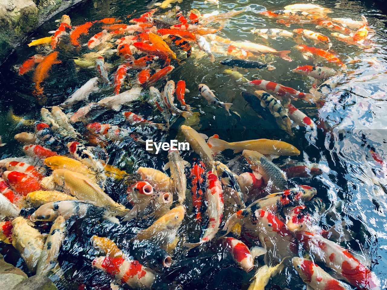 HIGH ANGLE VIEW OF KOI FISH IN POND