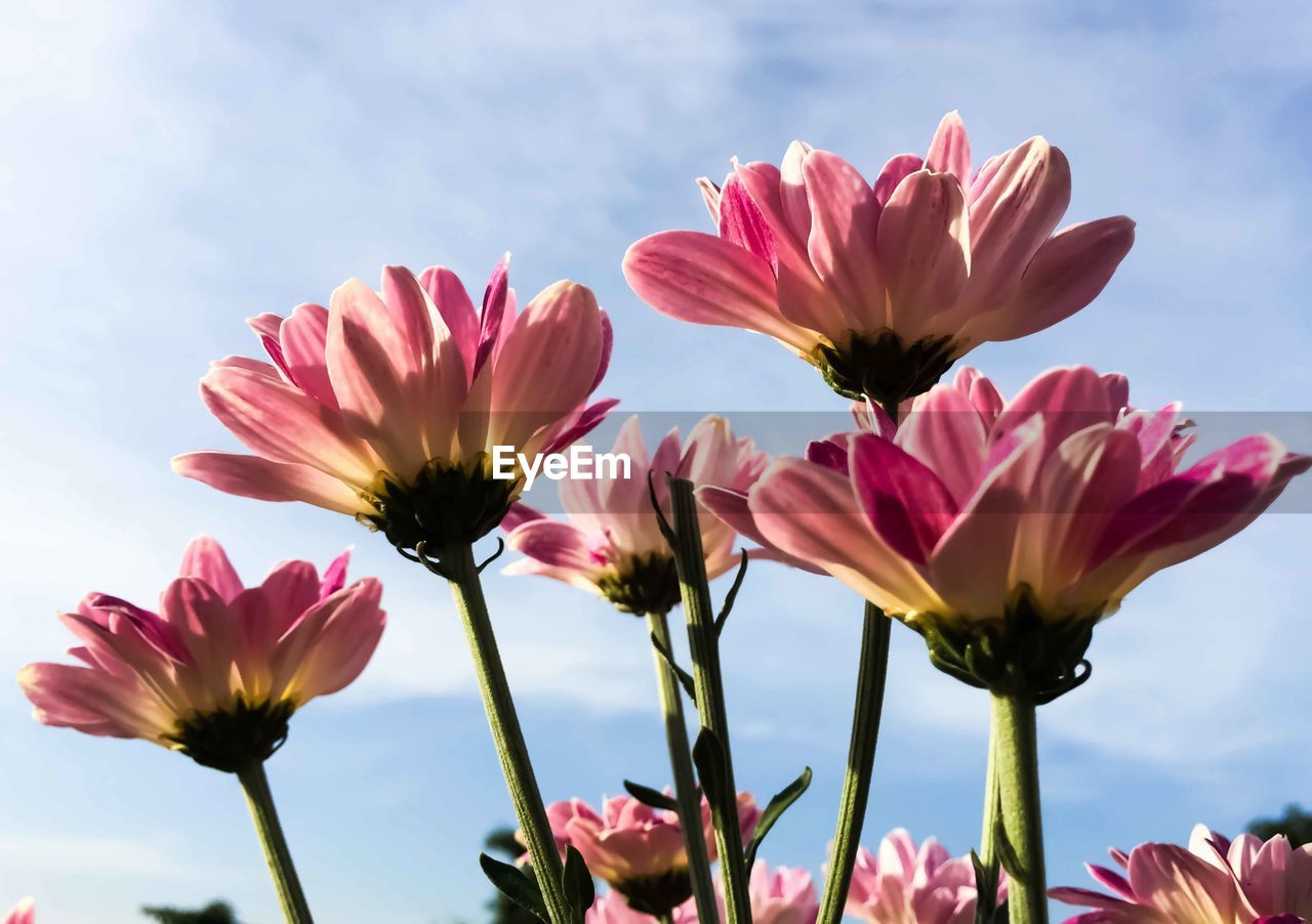 Close-up of pink flowers against sky