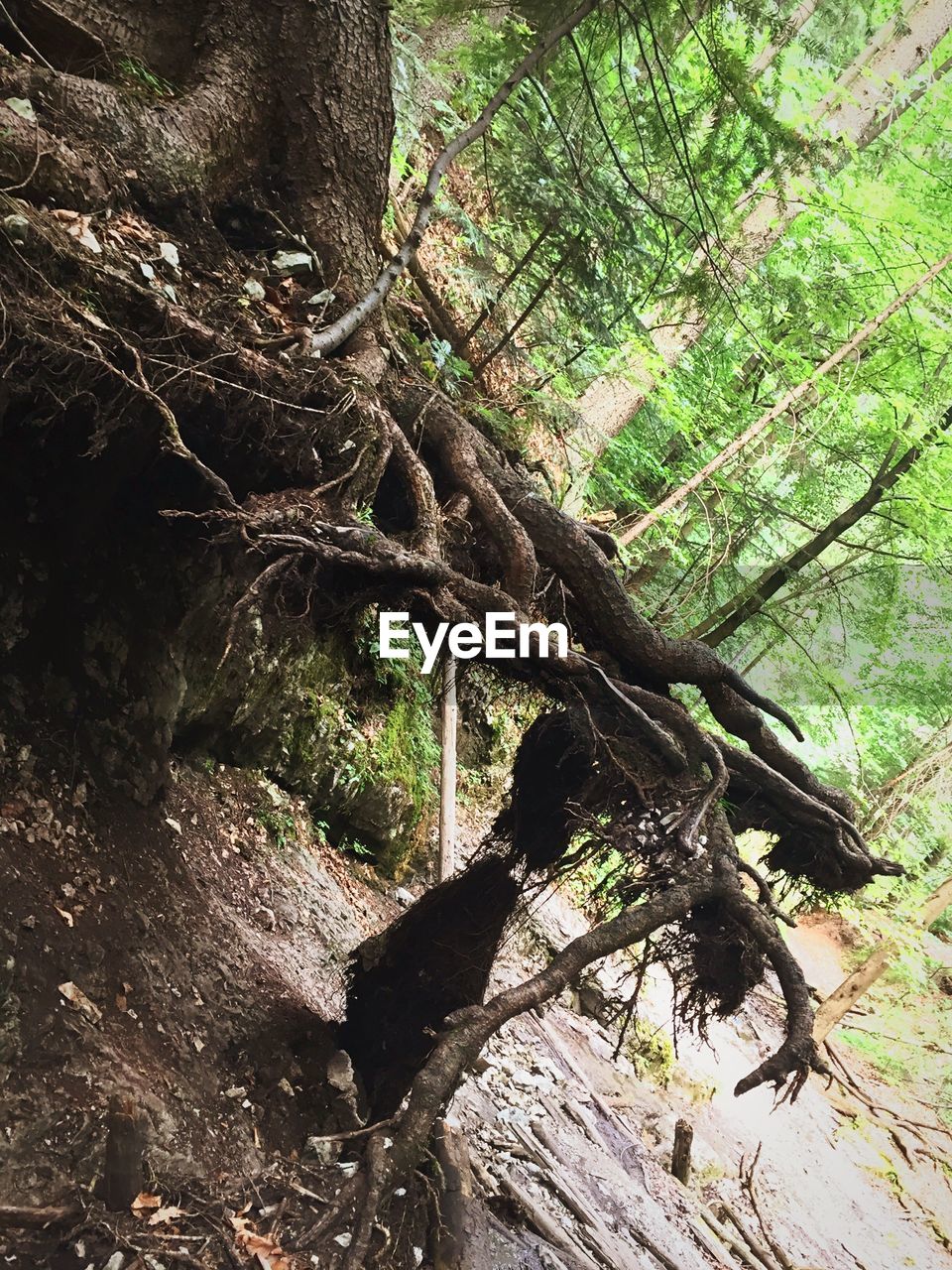 Tilt image of trees growing on field