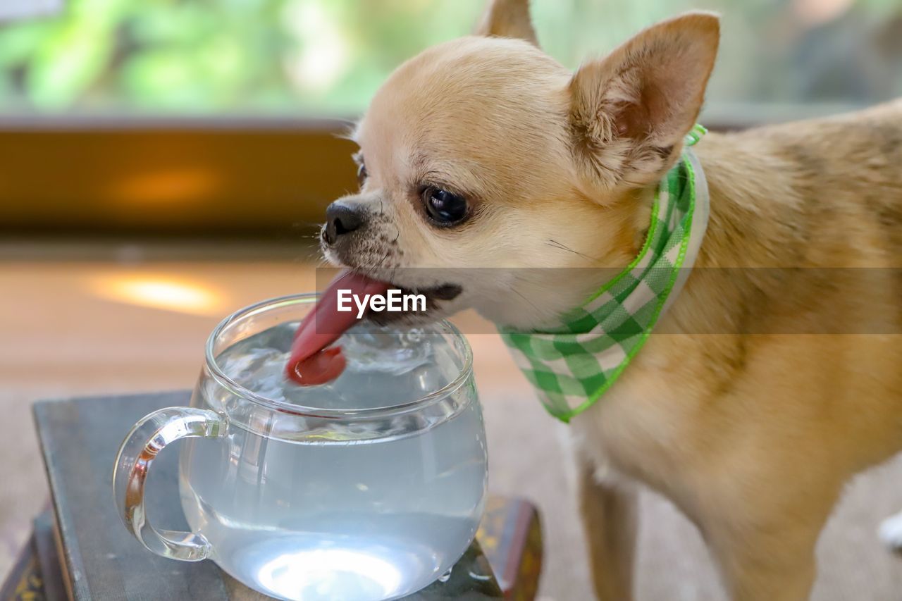 The dog rolls its tongue inward and scoops up water to drink
