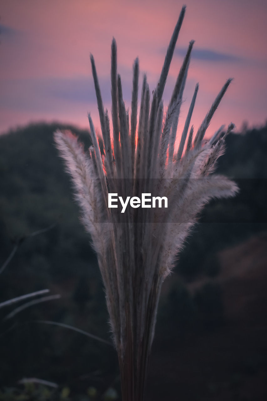 CLOSE-UP OF STALKS AGAINST ORANGE SKY