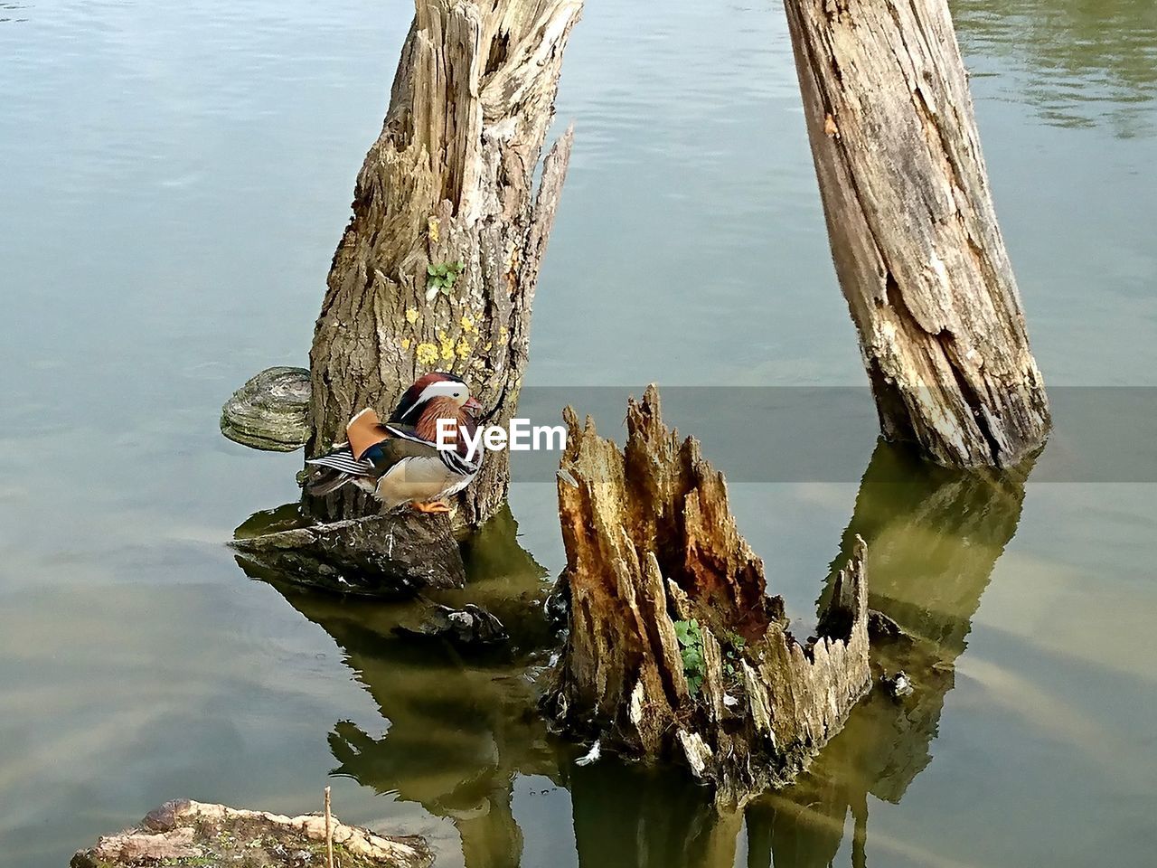 REFLECTION OF WOODEN POST IN LAKE