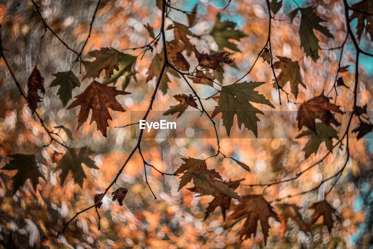 CLOSE-UP OF MAPLE TREE LEAVES