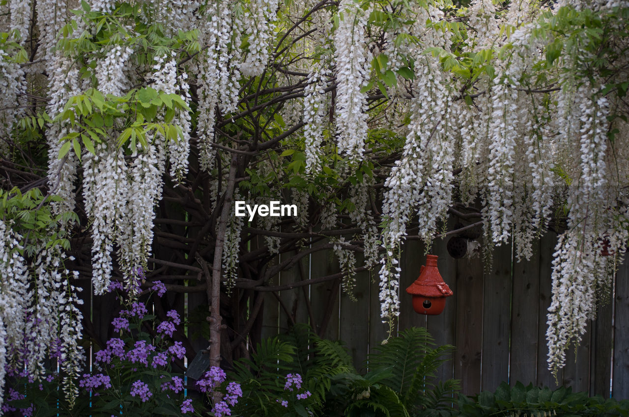 PANORAMIC SHOT OF CHERRY BLOSSOM HANGING ON TREE