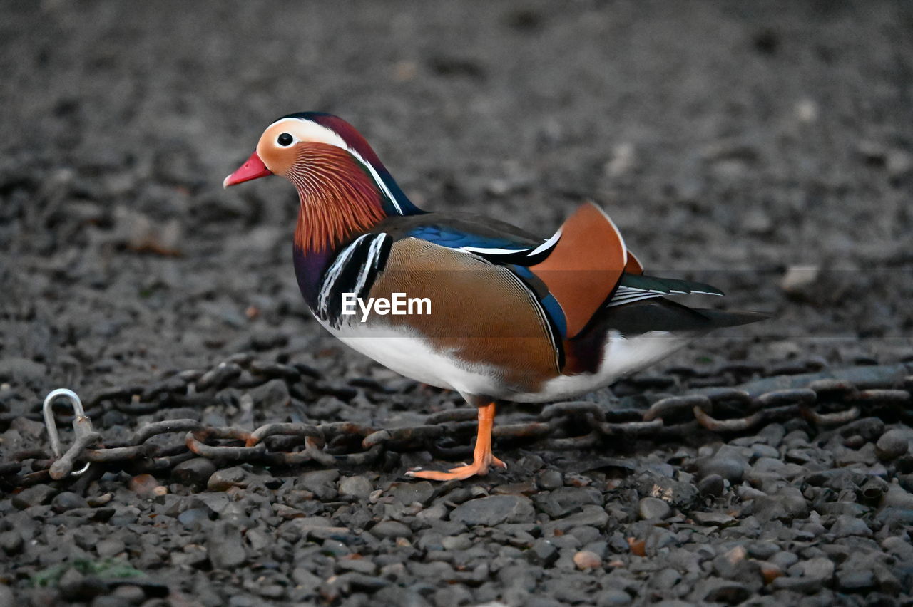 CLOSE-UP OF A BIRD