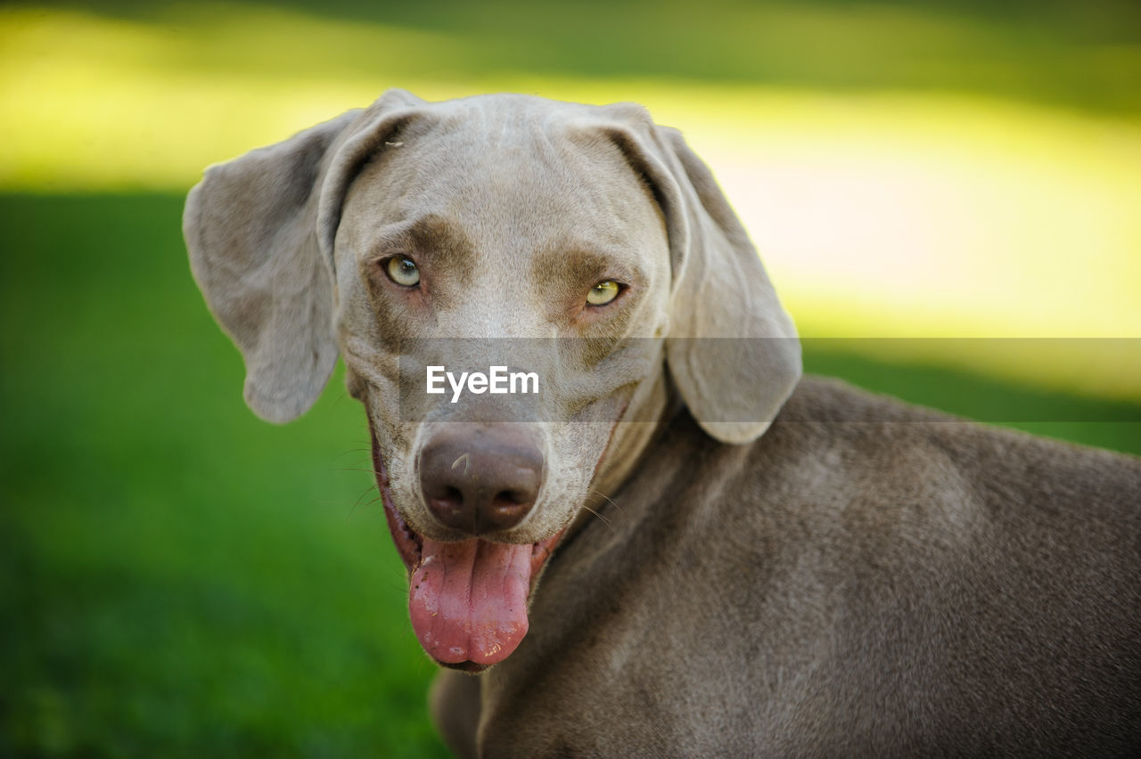 CLOSE-UP PORTRAIT OF DOG OUTDOORS