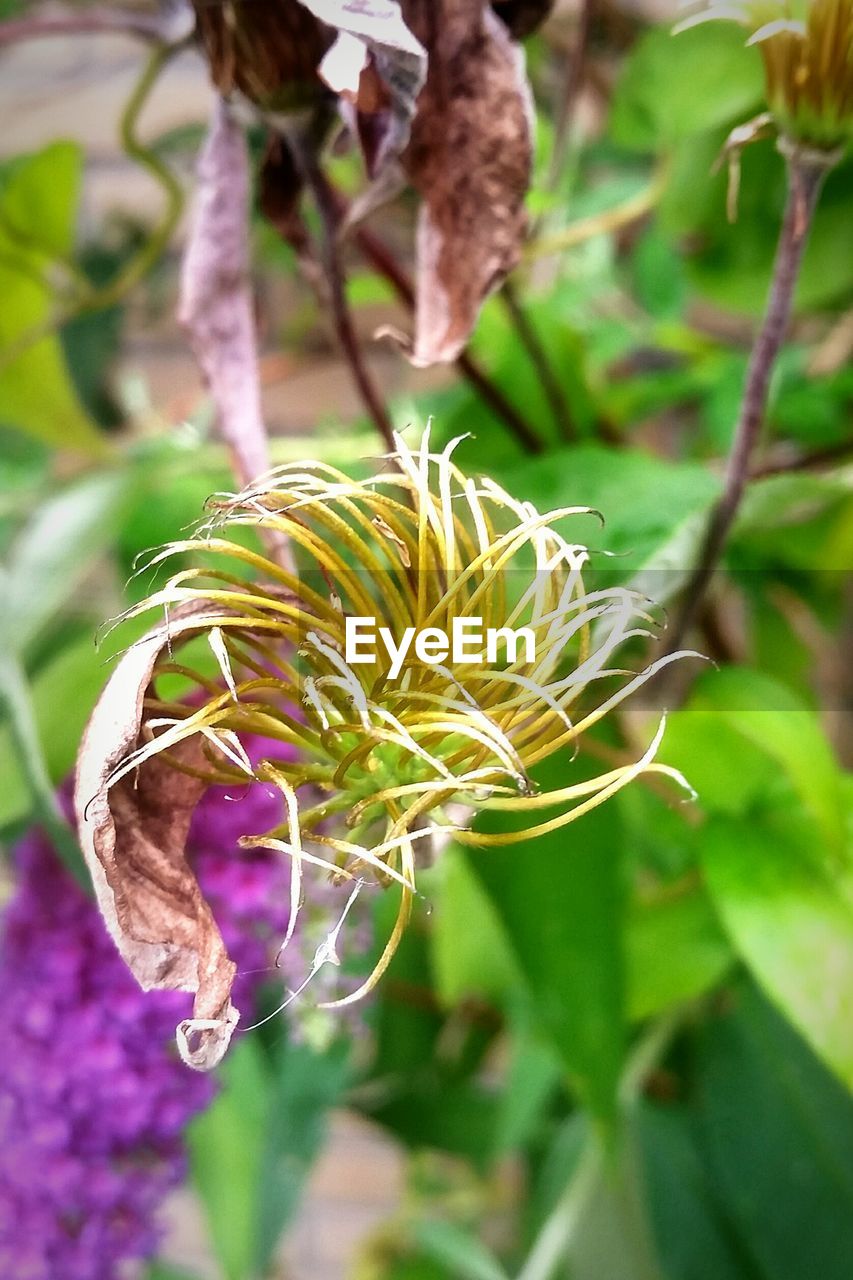 Close-up of flower blooming outdoors