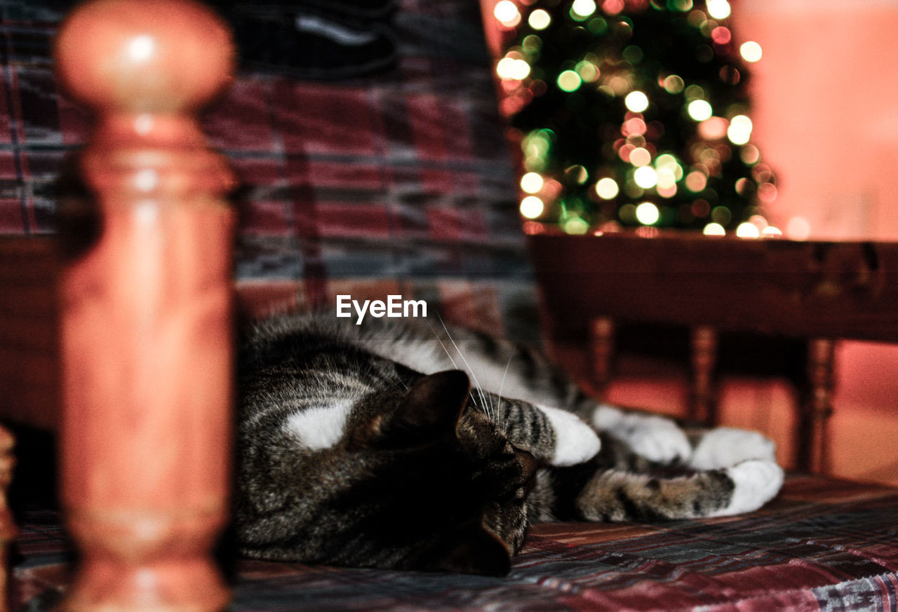 Close-up of cat relaxing on chair