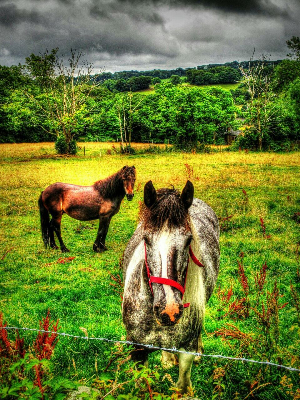 Horses on green field against cloudy sky