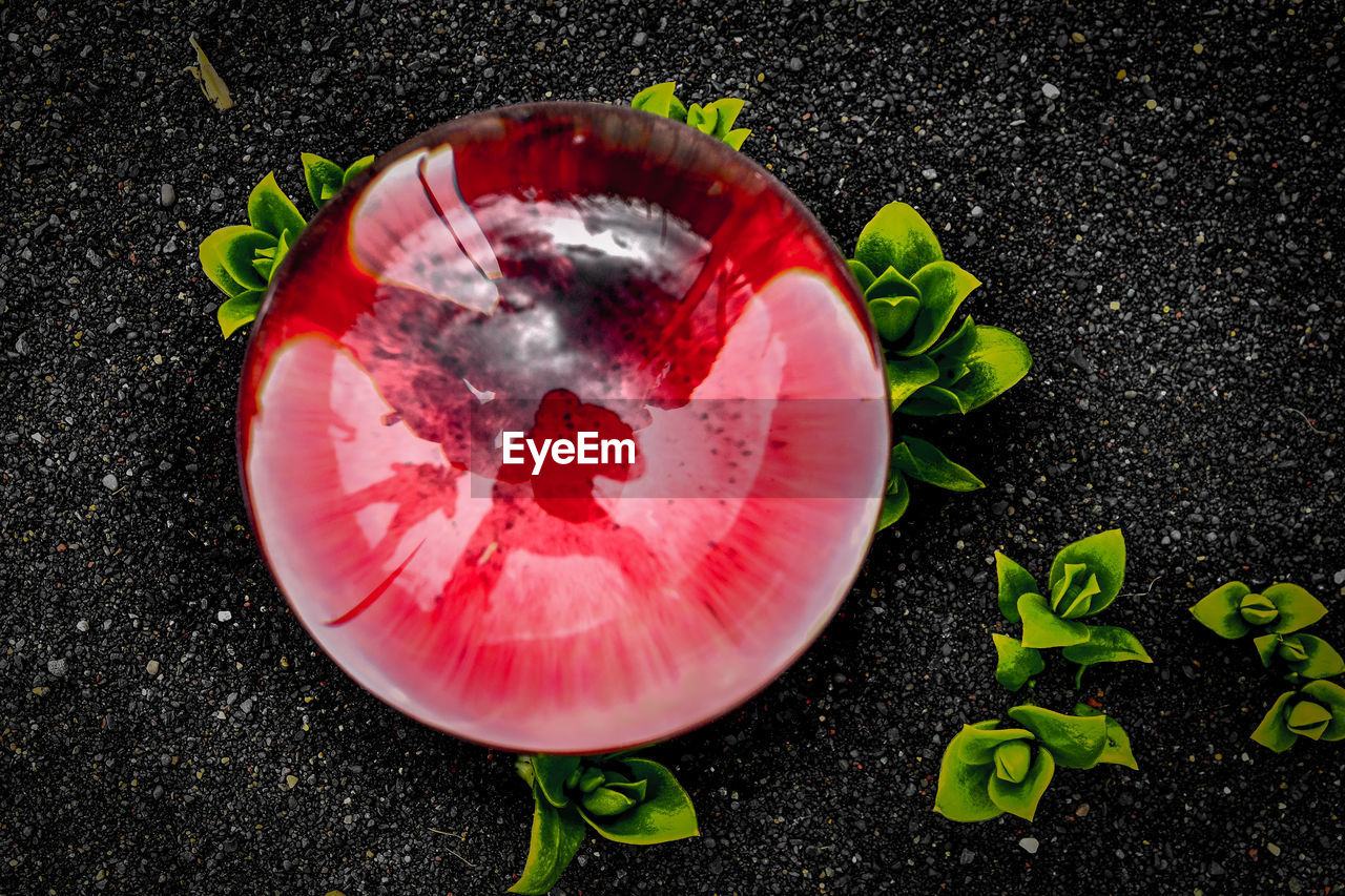 HIGH ANGLE VIEW OF RED FLOWER ON PLATE