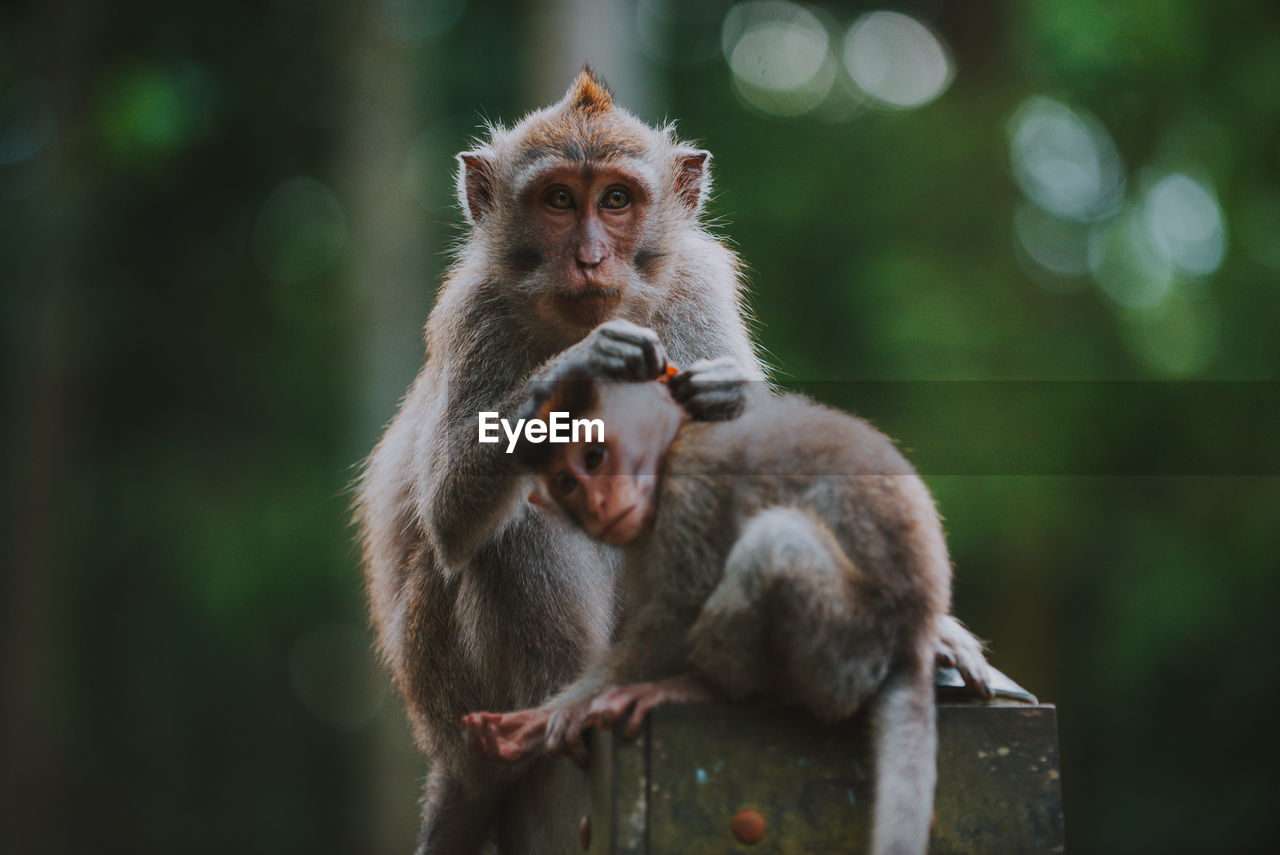 MONKEY SITTING ON ROCK