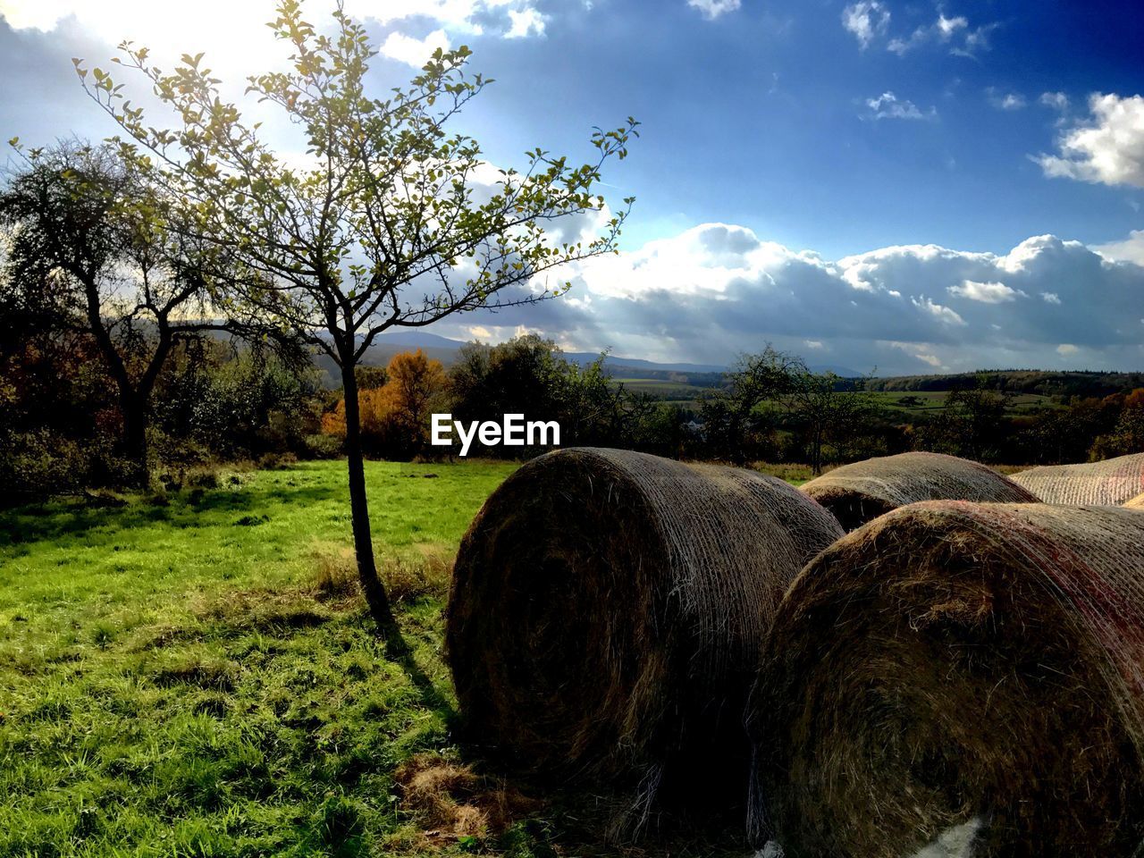 HAY BALES ON FIELD
