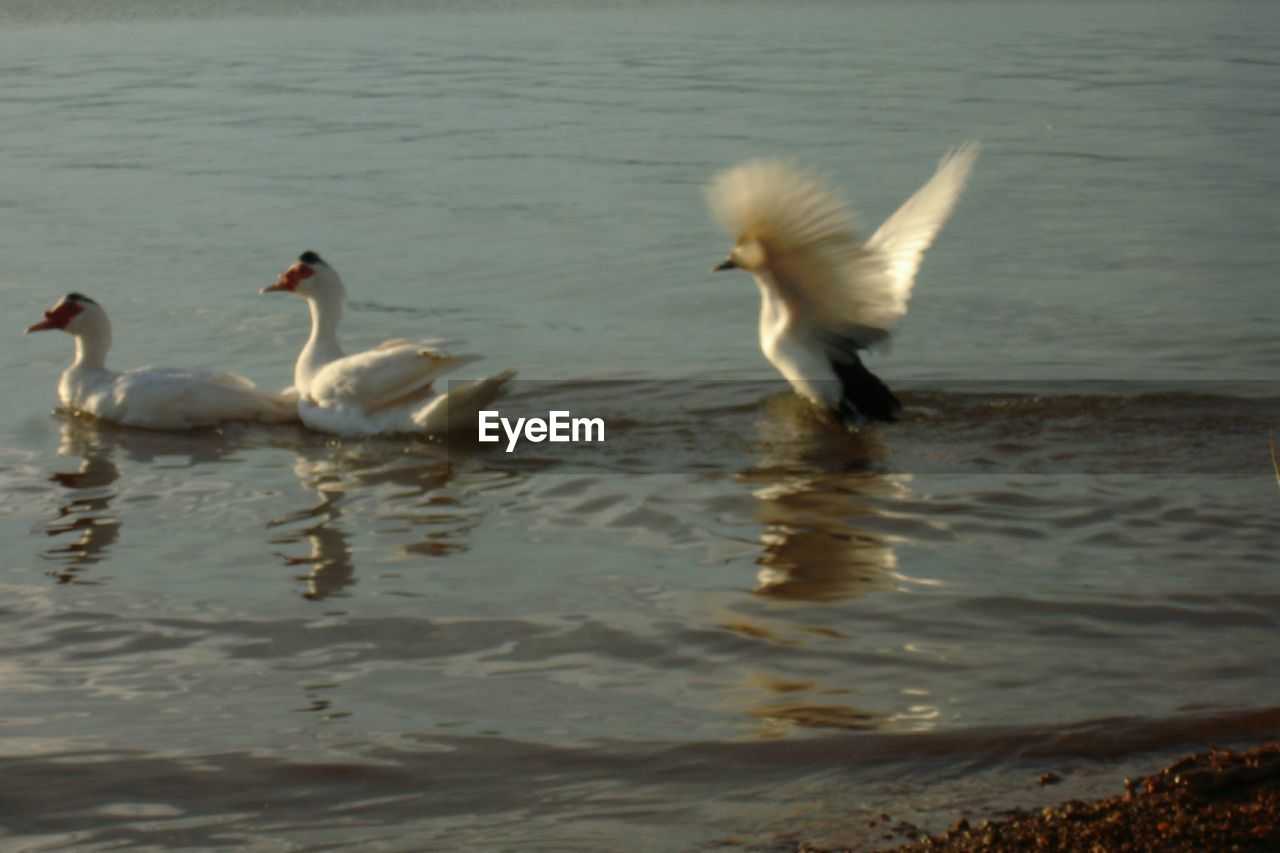 VIEW OF BIRDS IN WATER