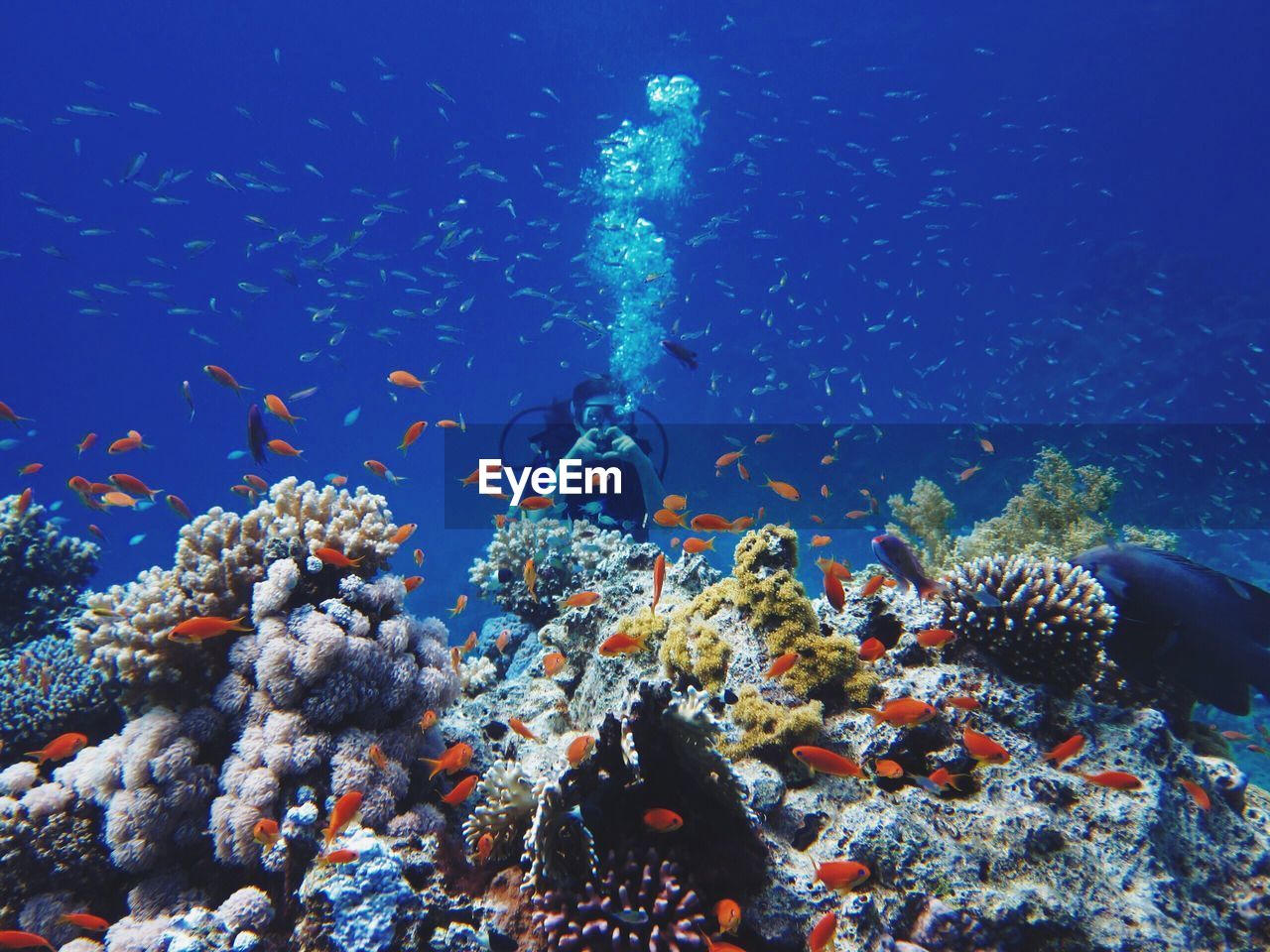 Person swimming by corals and fish in sea