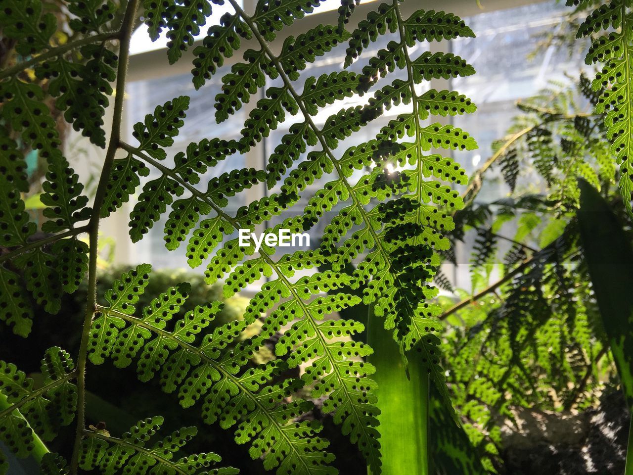 Close-up of green leaves