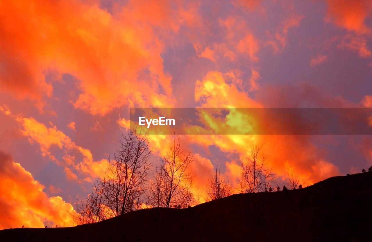 SCENIC VIEW OF SILHOUETTE TREE AGAINST ORANGE SKY