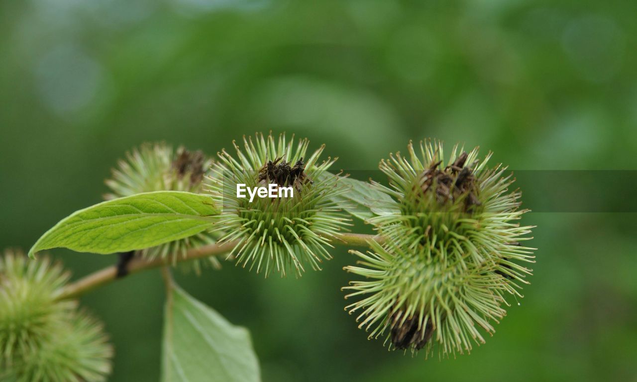 Close-up of green plant