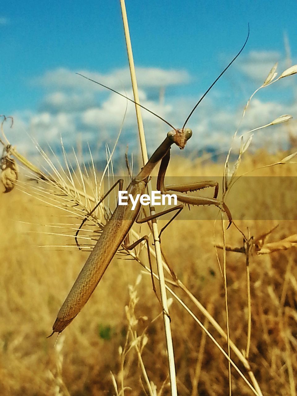 Close-up of praying mantis on plant at field