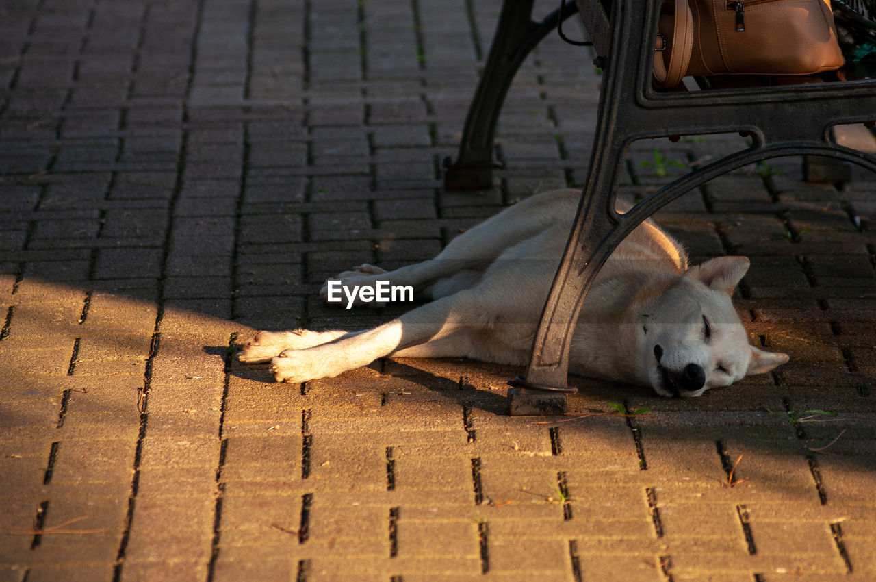 HIGH ANGLE VIEW OF DOG LYING ON FOOTPATH