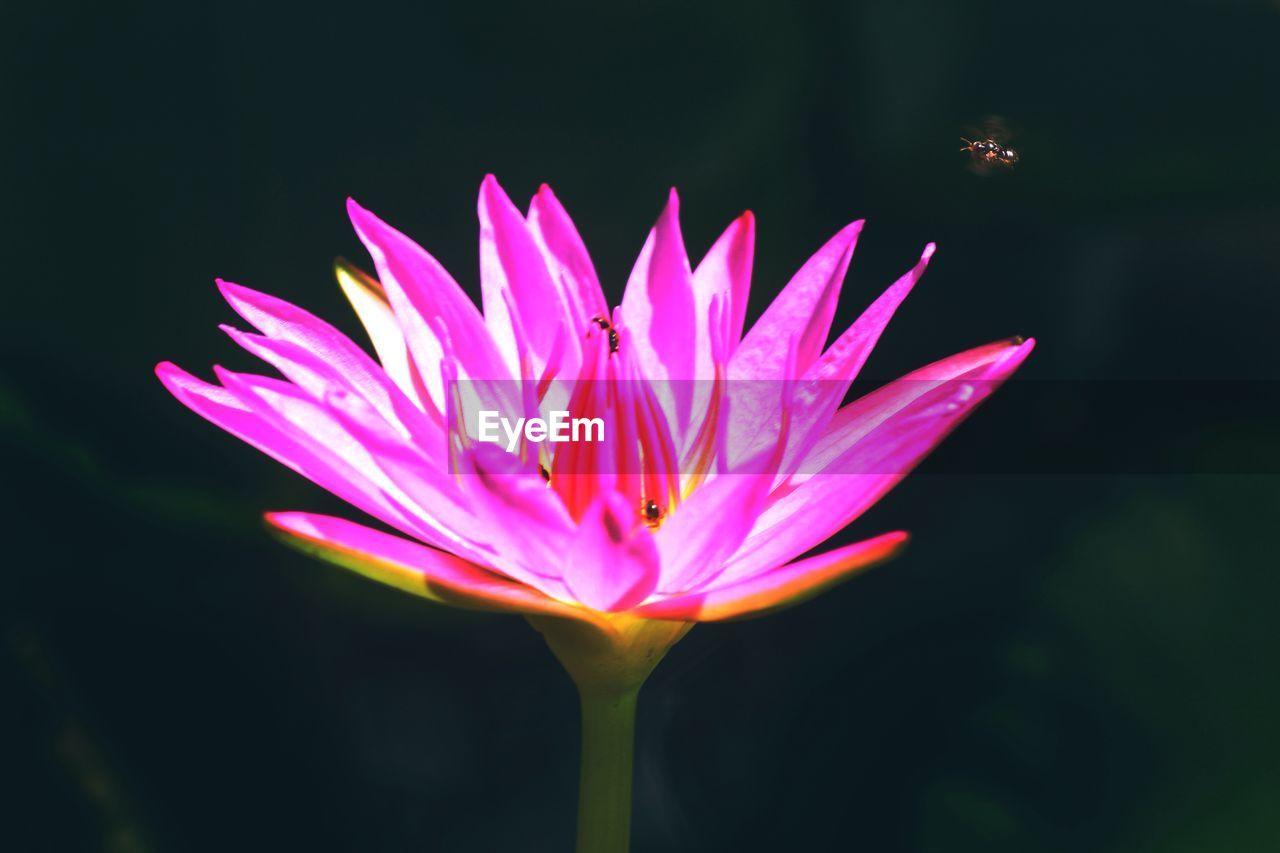 CLOSE-UP OF PINK LOTUS