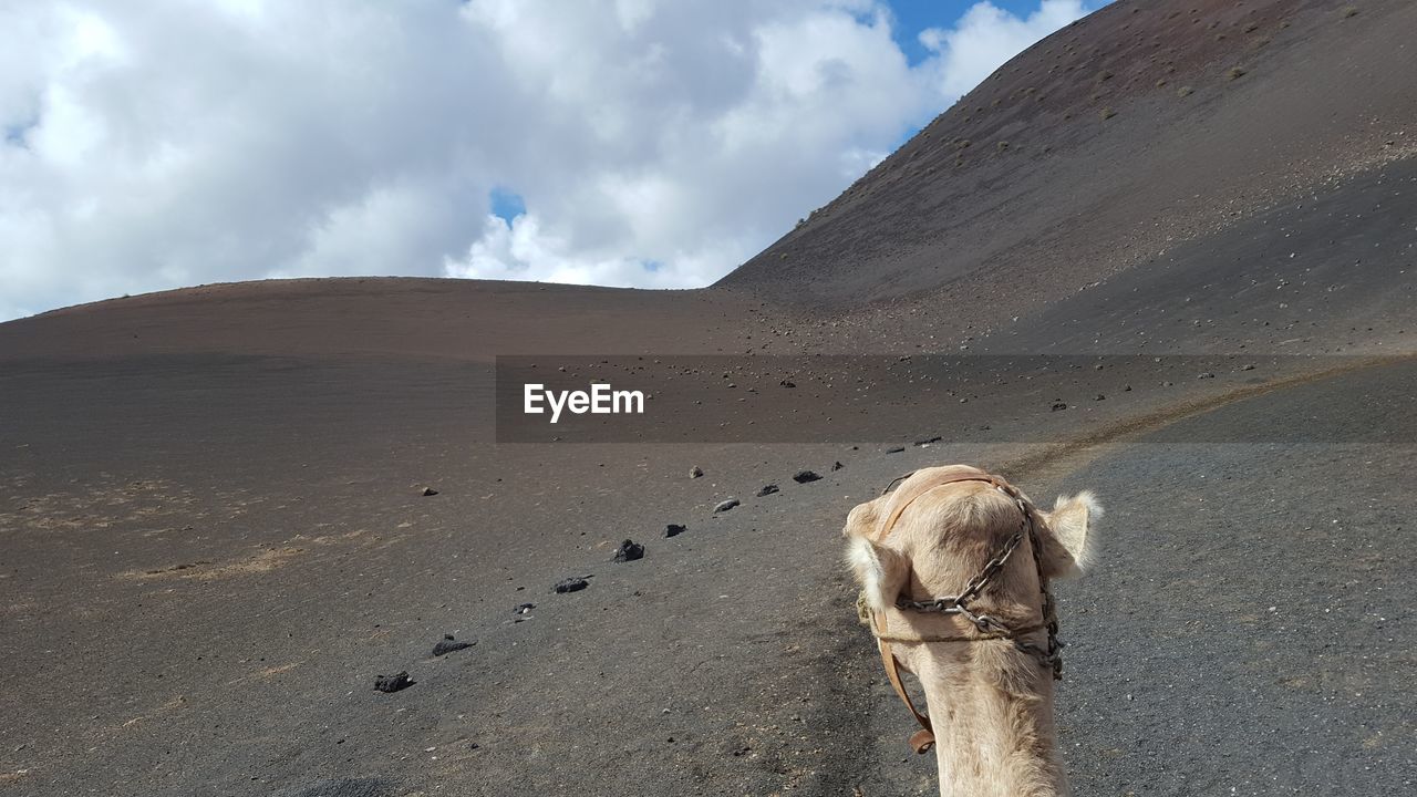 PANORAMIC VIEW OF A HORSE ON DESERT