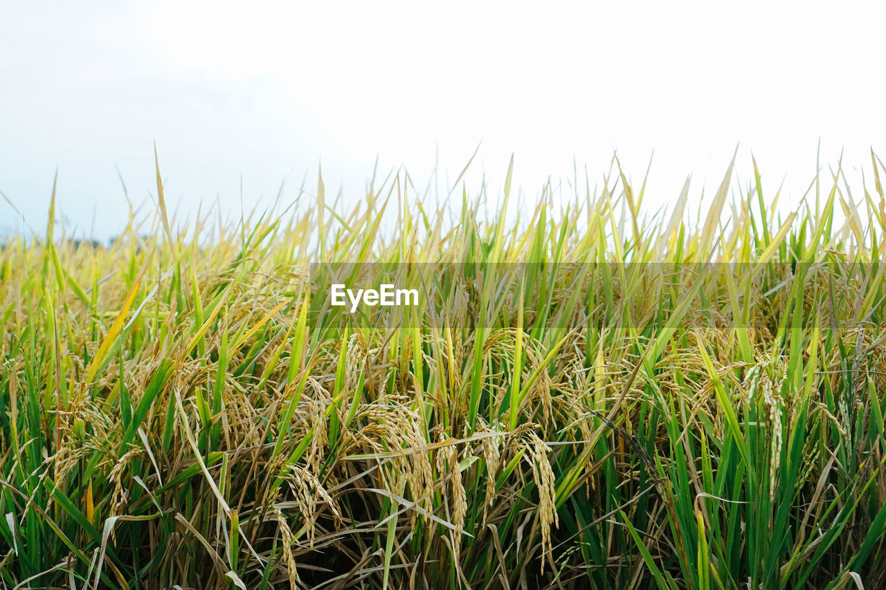 Close-up of crops growing on field against sky