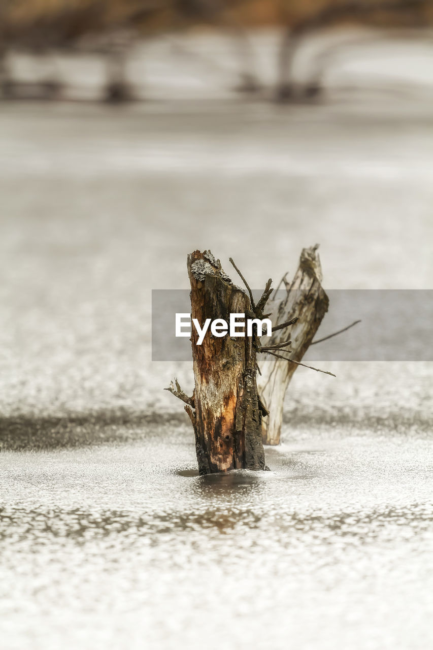 CLOSE-UP OF DRY LEAF ON A WATER