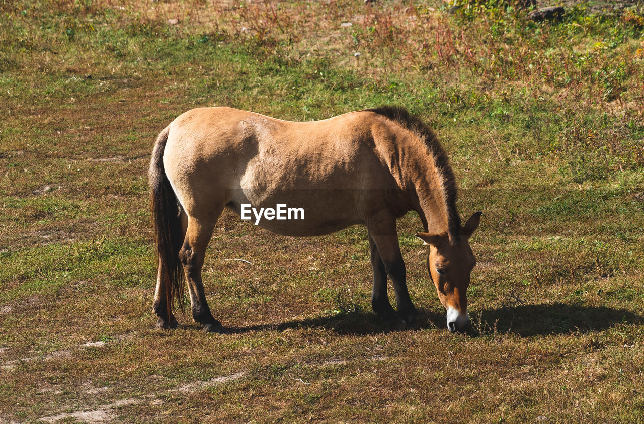 horse, animal themes, animal, mammal, domestic animals, field, livestock, animal wildlife, one animal, grass, mare, land, pasture, pet, nature, plant, grazing, no people, day, sunlight, wildlife, brown, mustang horse, standing, stallion, agriculture, herbivorous, outdoors, shadow, foal, mane, side view, full length, meadow, green, pack animal