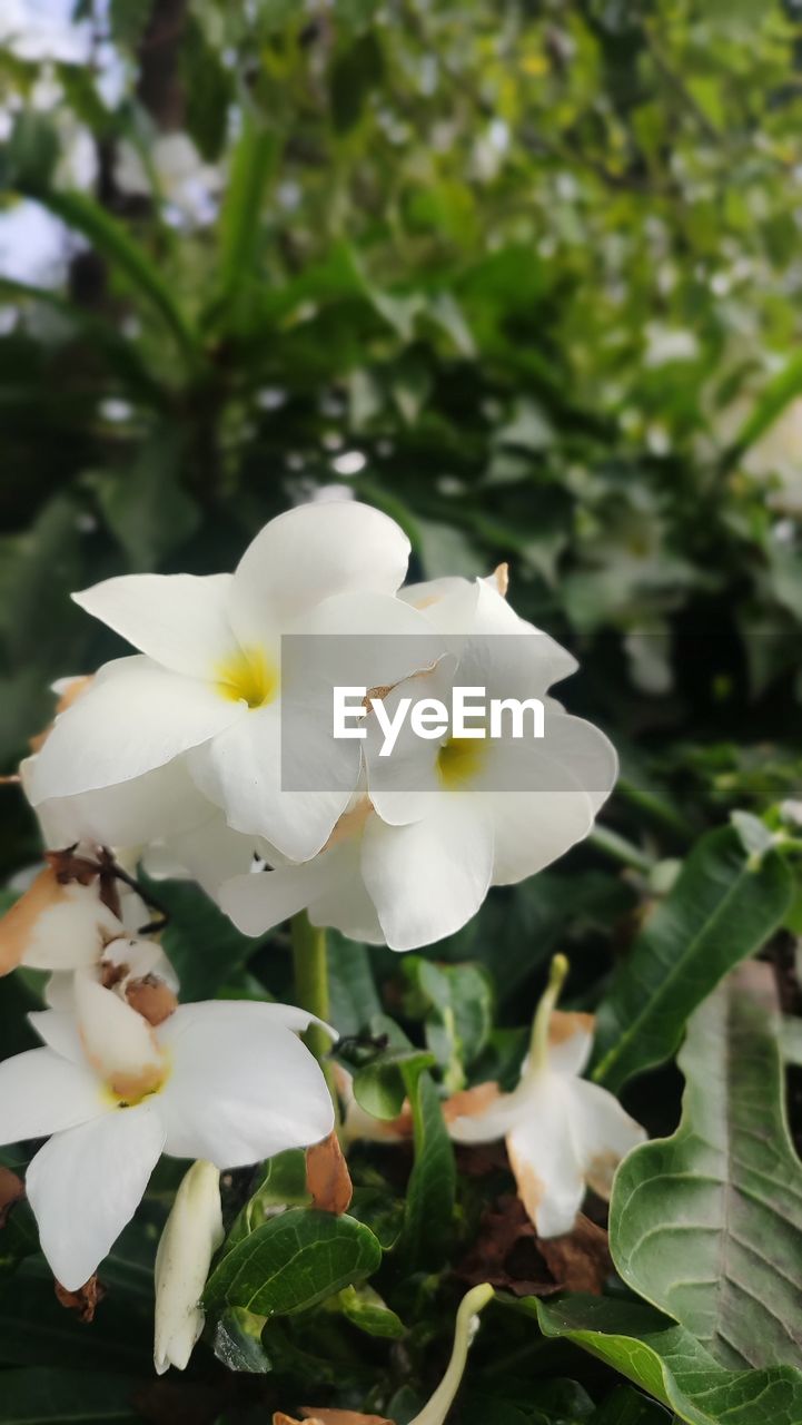 plant, flower, flowering plant, beauty in nature, freshness, petal, white, growth, fragility, flower head, close-up, nature, inflorescence, leaf, plant part, focus on foreground, no people, outdoors, day, blossom, tree, springtime, botany