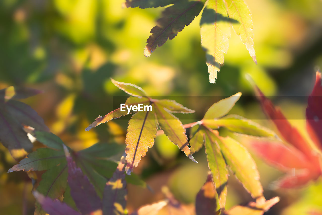 plant part, leaf, tree, plant, nature, autumn, branch, beauty in nature, sunlight, yellow, maple, close-up, no people, flower, outdoors, growth, land, green, environment, food and drink, shrub, food, focus on foreground, day, selective focus, landscape, multi colored, fruit, freshness, vibrant color, backgrounds, macro photography, red, forest