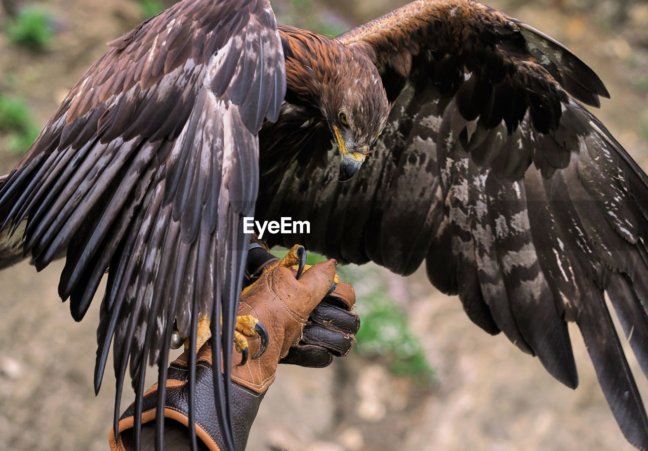 Cropped hand of animal trainer holding eagle 